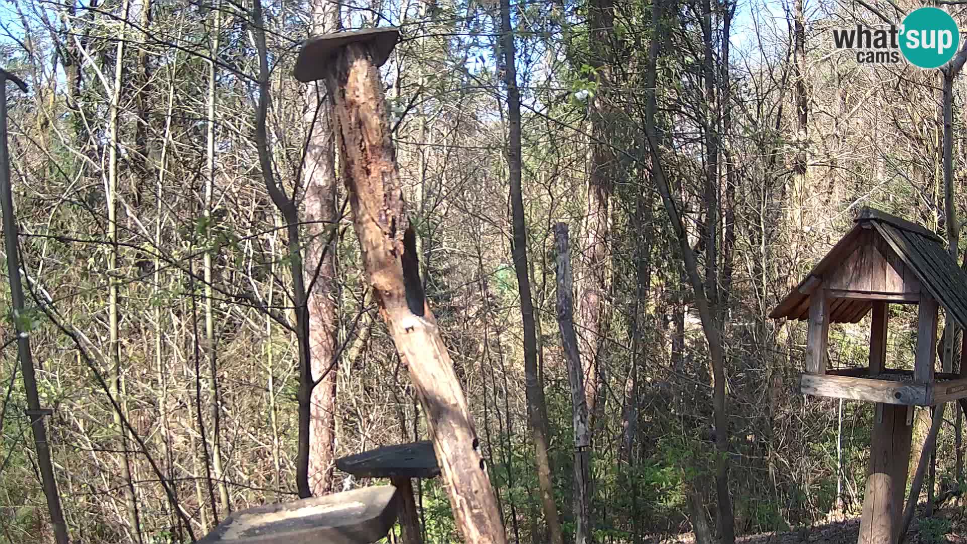 Bird feeders at ZOO Ljubljana webcam