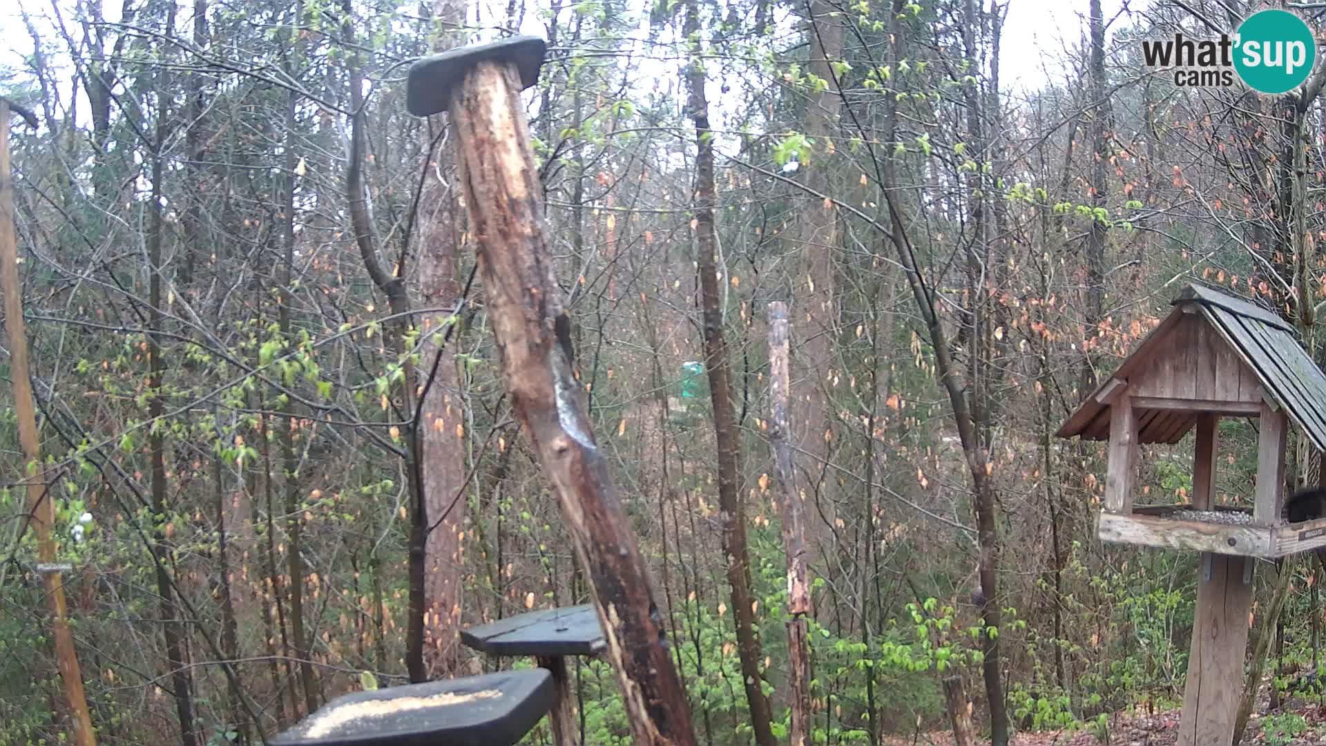Comederos para pájaros en ZOO Ljubljana camera en vivo