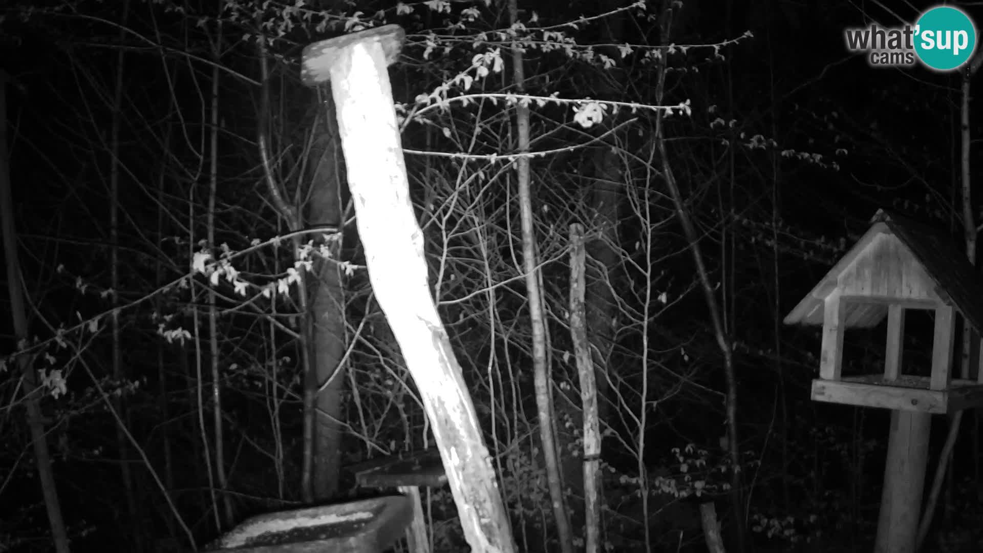 Hranilice za ptice u ZOO web kamera Ljubljana