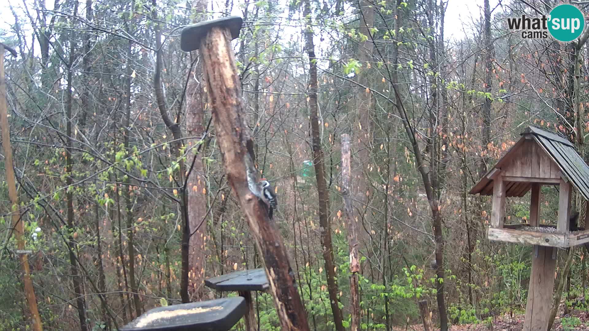 Mangiatoie per uccelli allo ZOO di Lubiana livecam