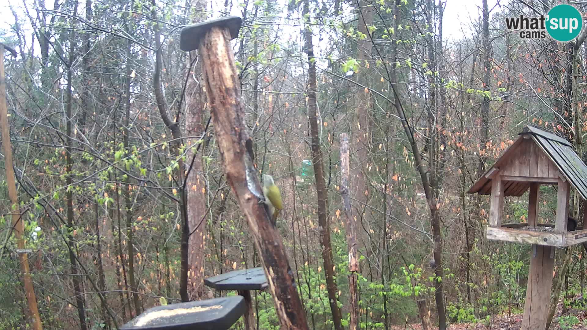 Vogelfutterhäuschen im ZOO webcam Ljubljana