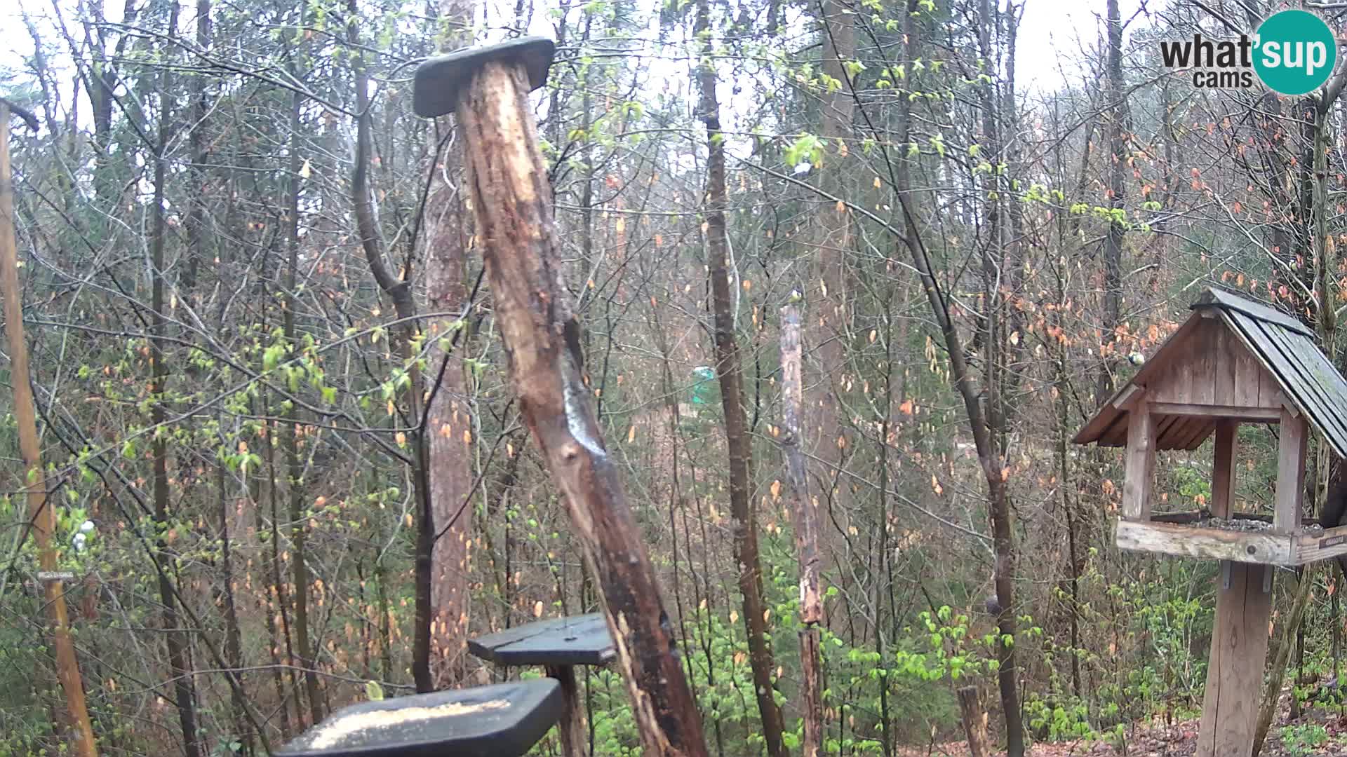 Vogelfutterhäuschen im ZOO webcam Ljubljana