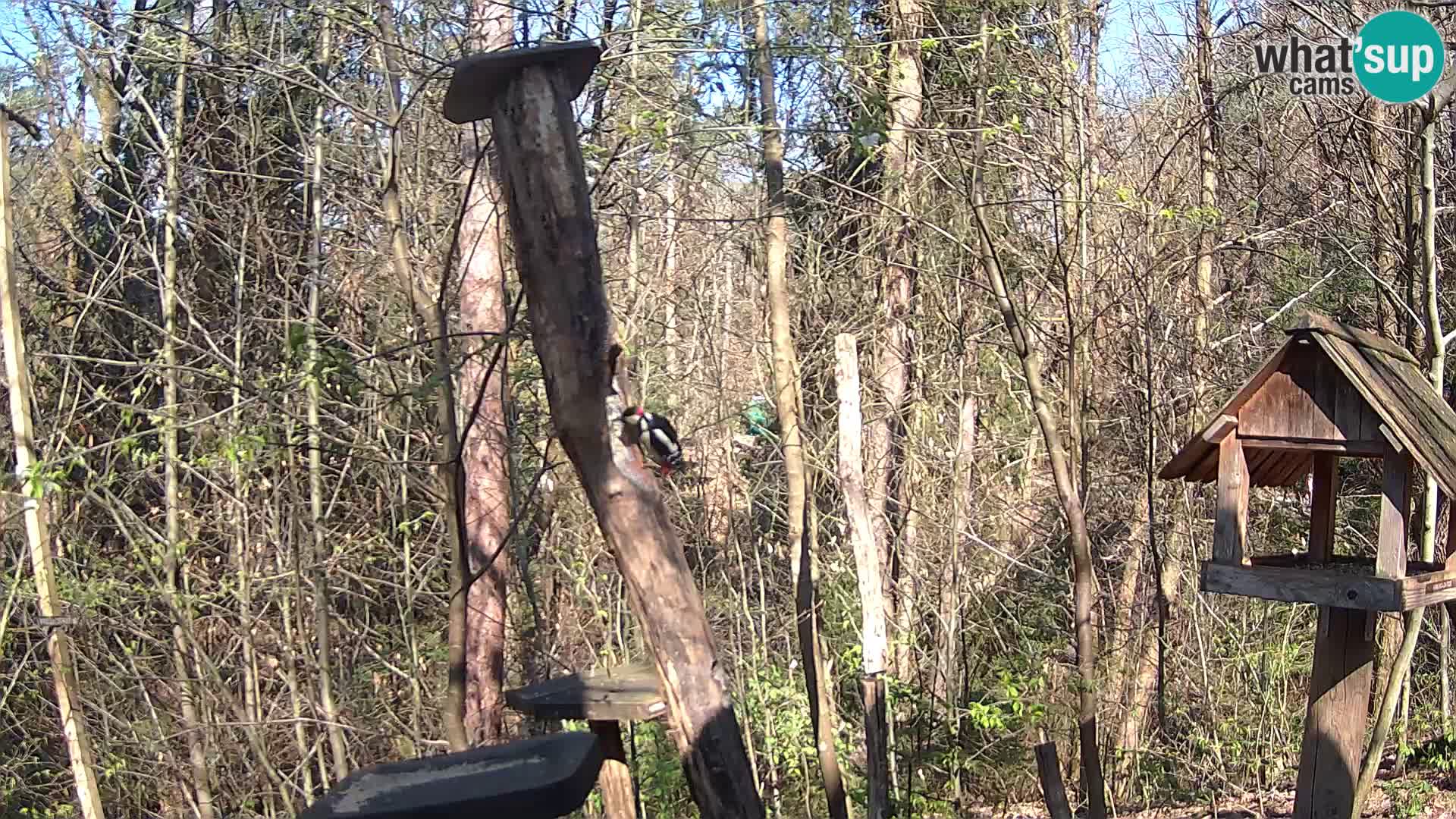 Vogelfutterhäuschen im ZOO webcam Ljubljana