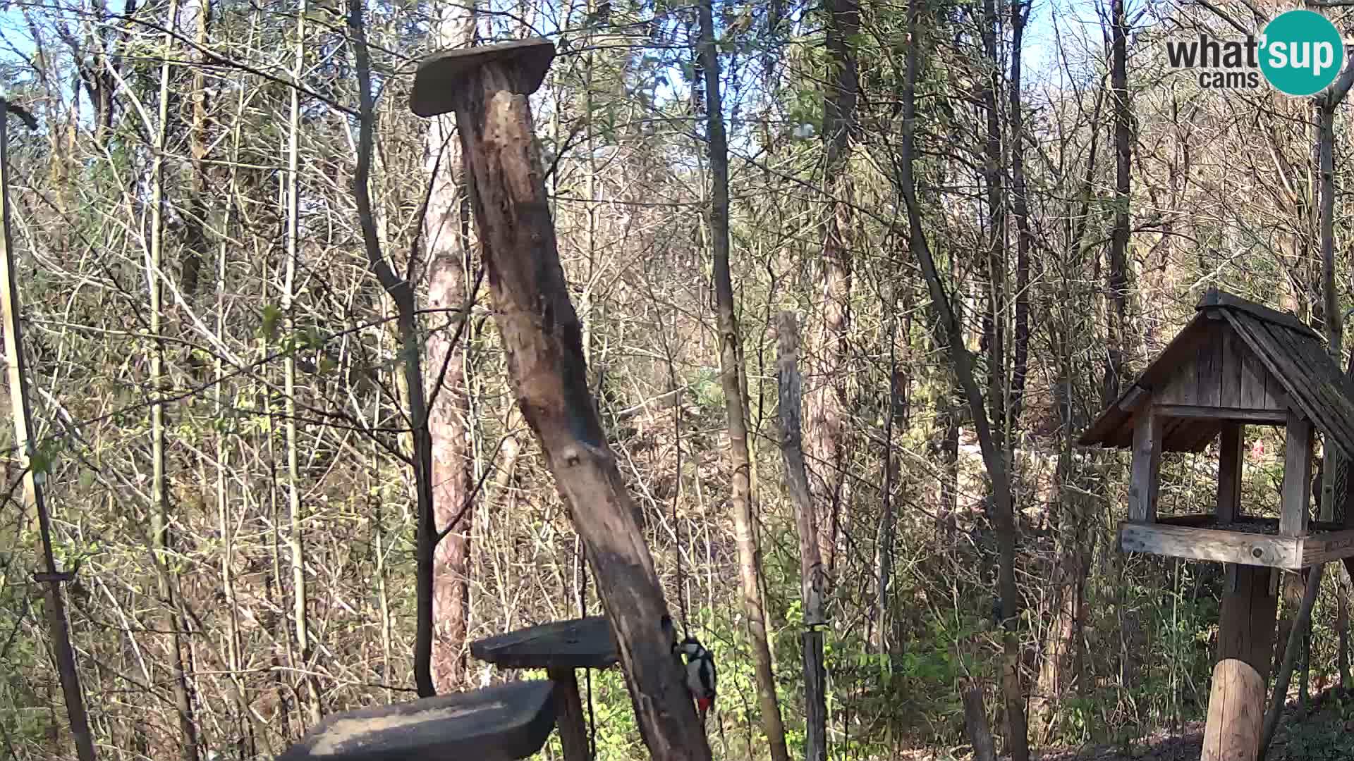 Vogelfutterhäuschen im ZOO webcam Ljubljana