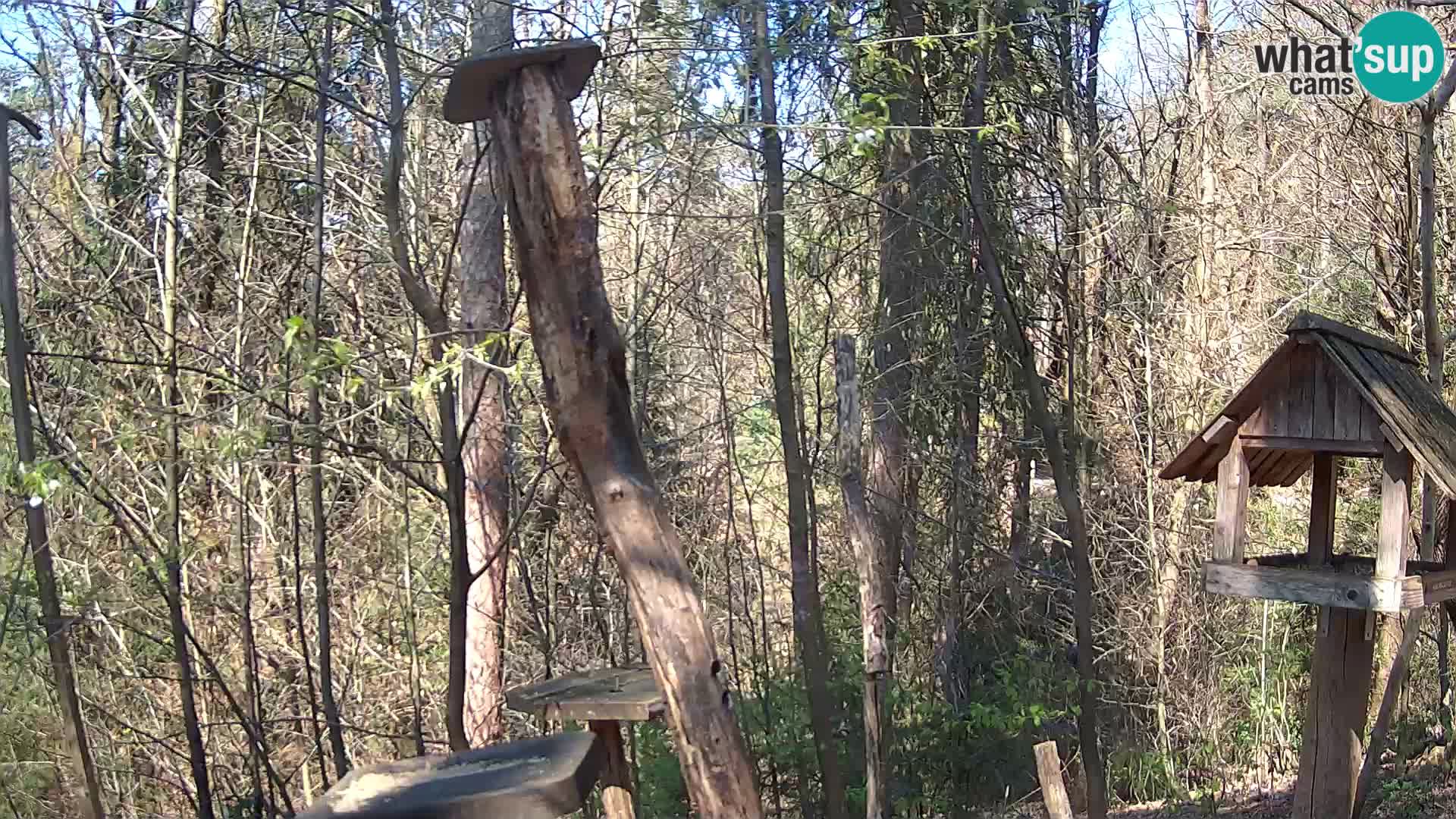 Vogelfutterhäuschen im ZOO webcam Ljubljana