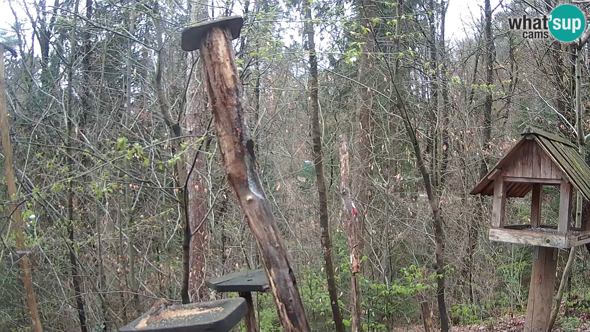 Mangiatoie per uccelli allo ZOO di Lubiana livecam