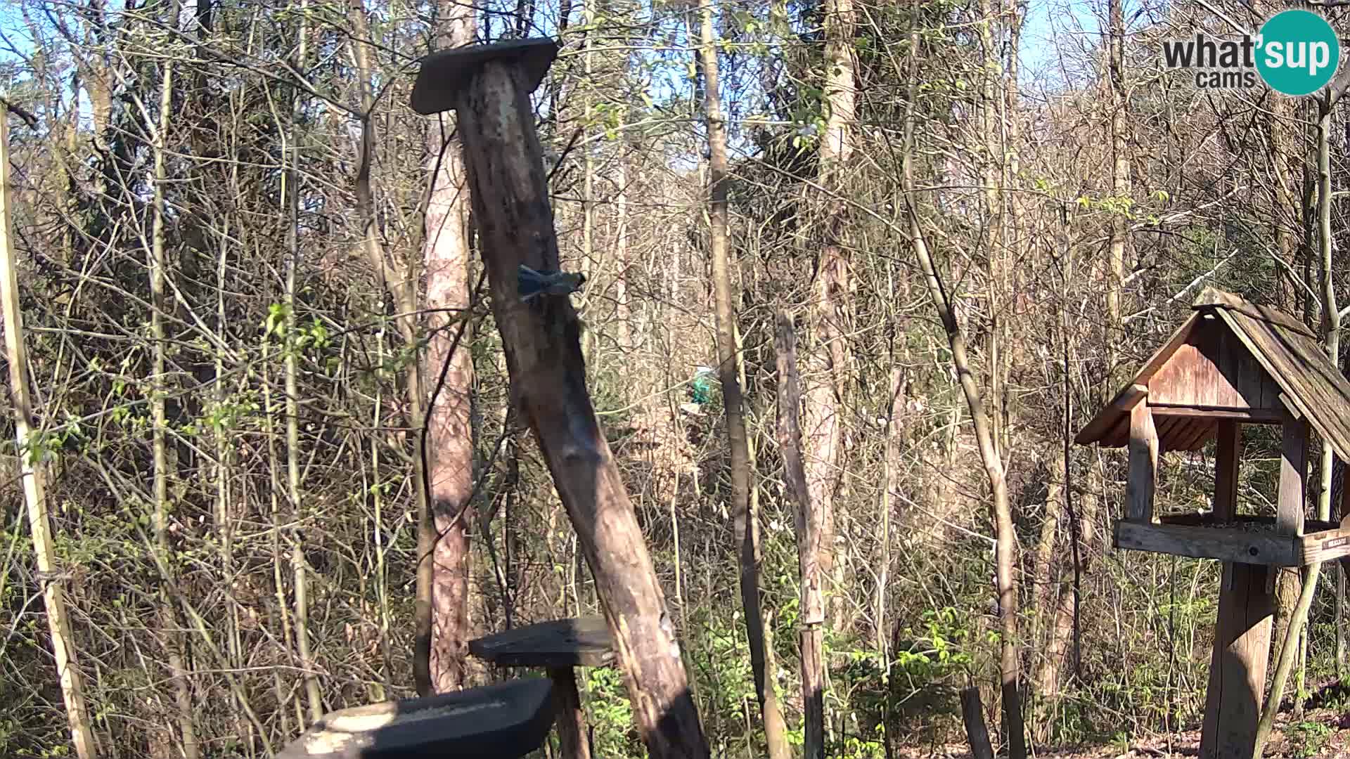 Vogelfutterhäuschen im ZOO webcam Ljubljana