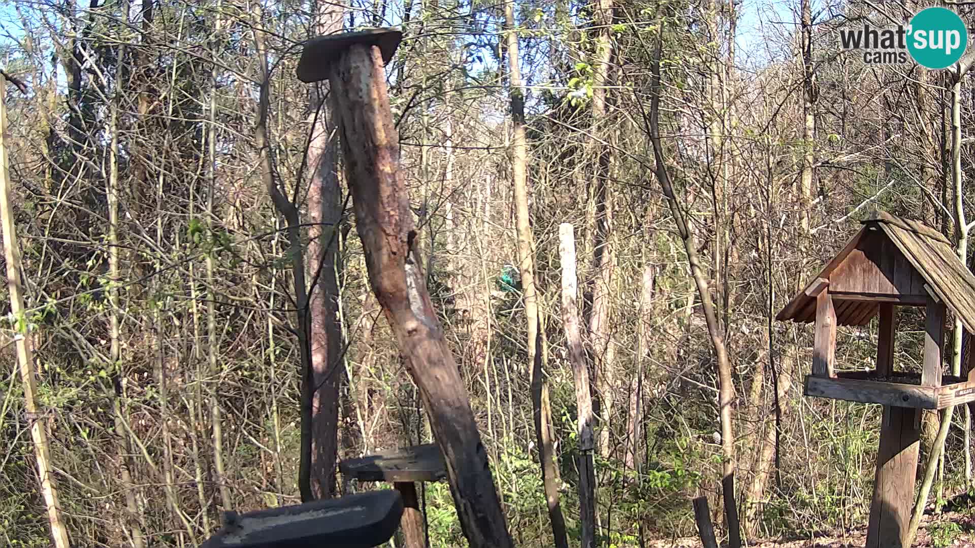 Vogelfutterhäuschen im ZOO webcam Ljubljana
