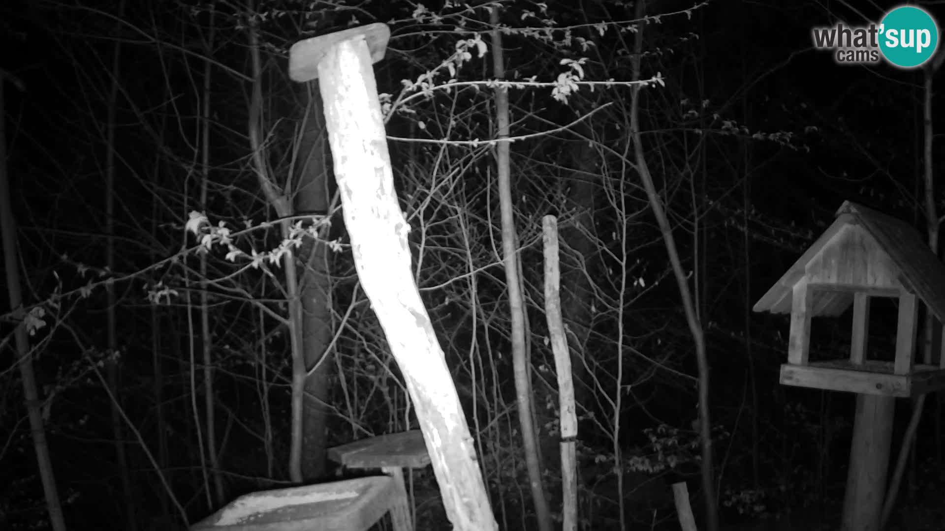 Mangiatoie per uccelli allo ZOO di Lubiana livecam