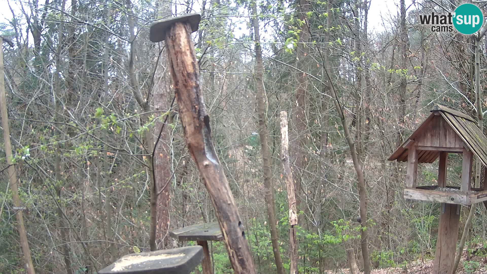 Mangiatoie per uccelli allo ZOO di Lubiana livecam