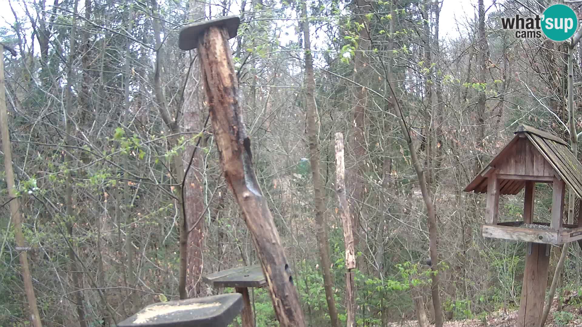 Mangiatoie per uccelli allo ZOO di Lubiana livecam