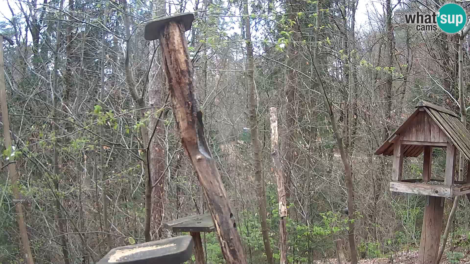 Mangeoires pour oiseaux au ZOO live webcam Ljubljana