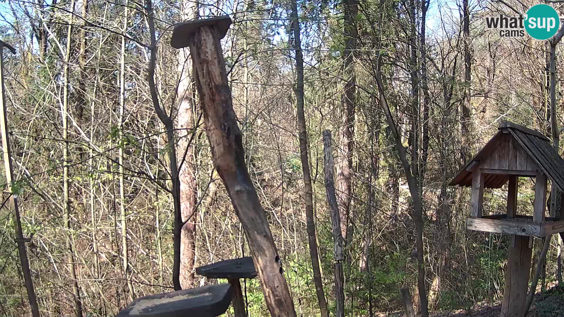 Mangeoires pour oiseaux au ZOO live webcam Ljubljana