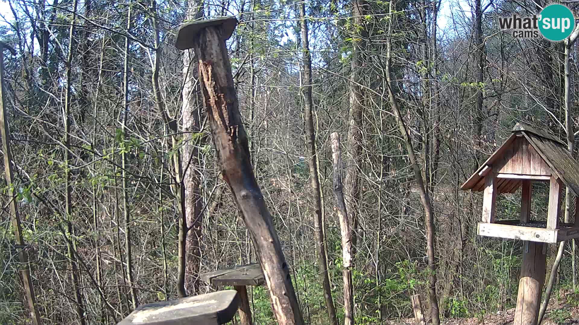 Krmilnice za ptiče v ZOO Ljubljana spletna kamera