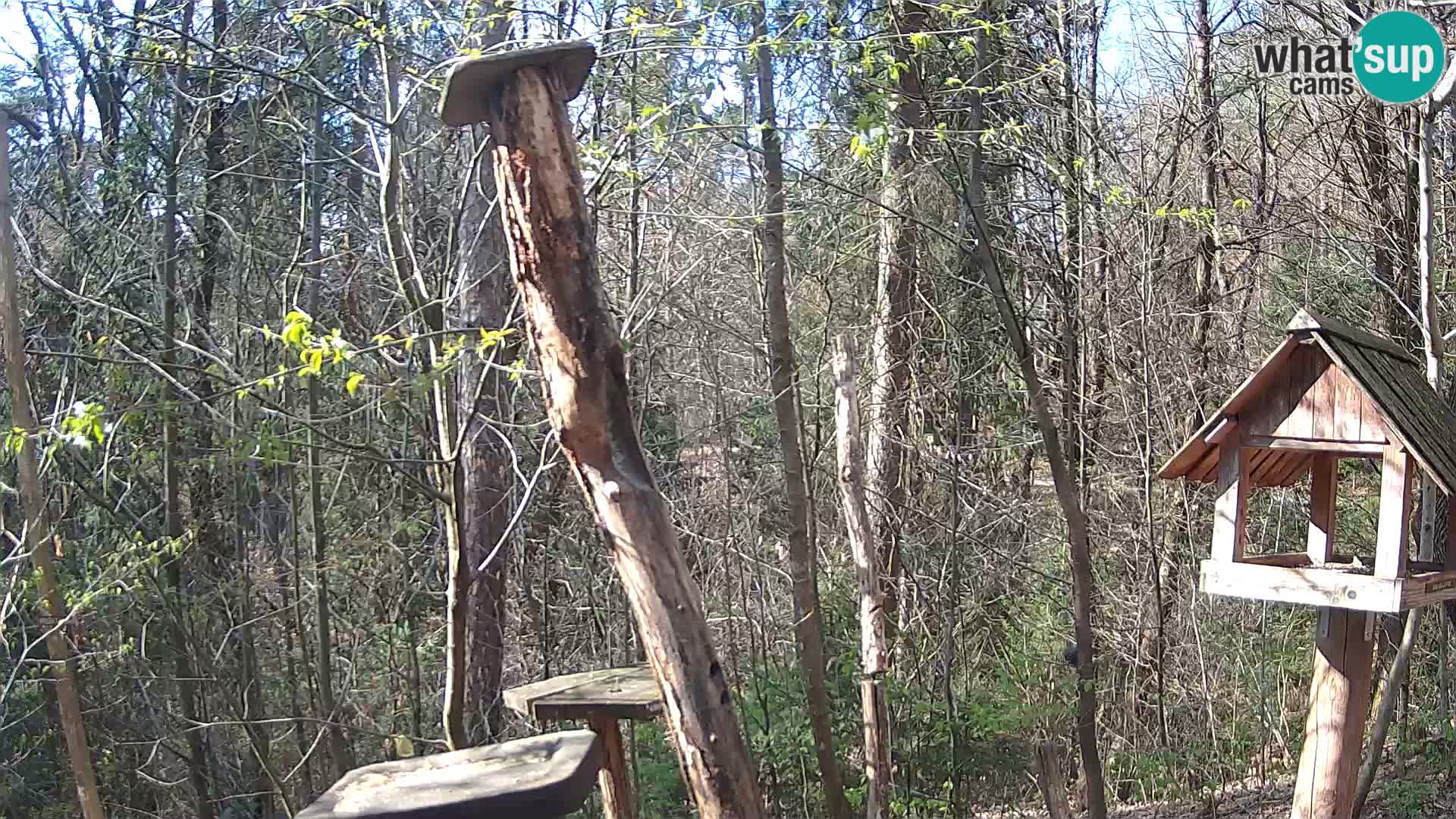 Mangeoires pour oiseaux au ZOO live webcam Ljubljana