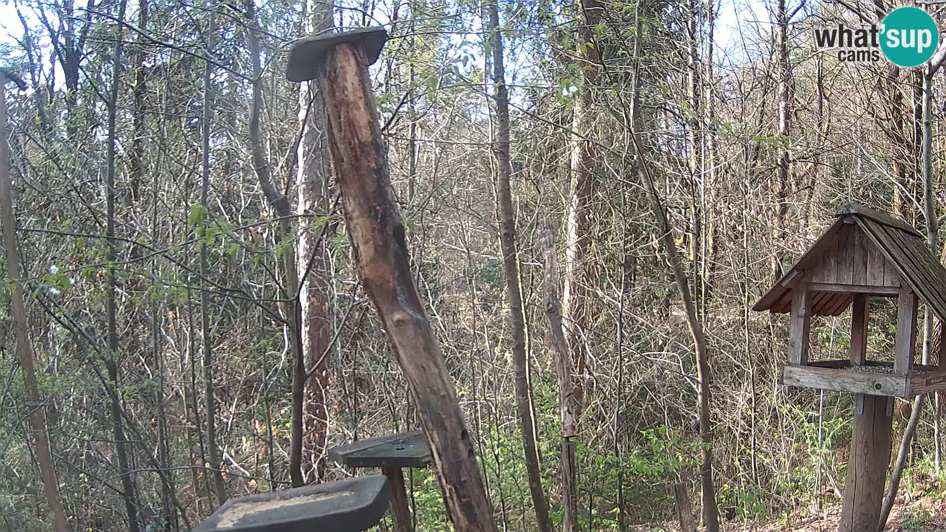Mangeoires pour oiseaux au ZOO live webcam Ljubljana