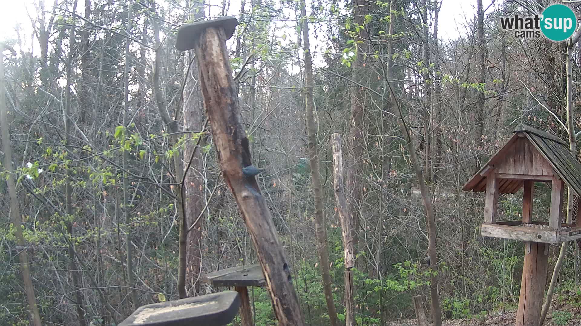 Mangeoires pour oiseaux au ZOO live webcam Ljubljana