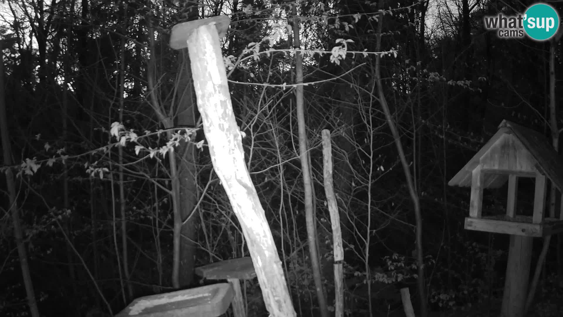 Mangiatoie per uccelli allo ZOO di Lubiana livecam