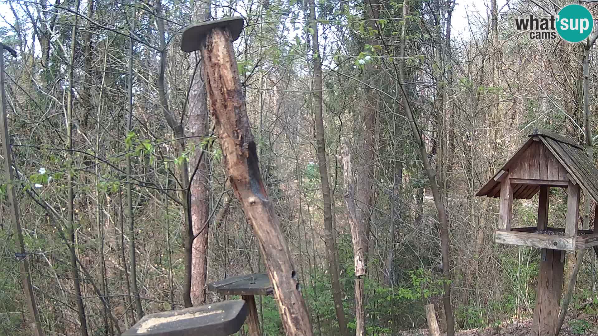 Mangeoires pour oiseaux au ZOO live webcam Ljubljana