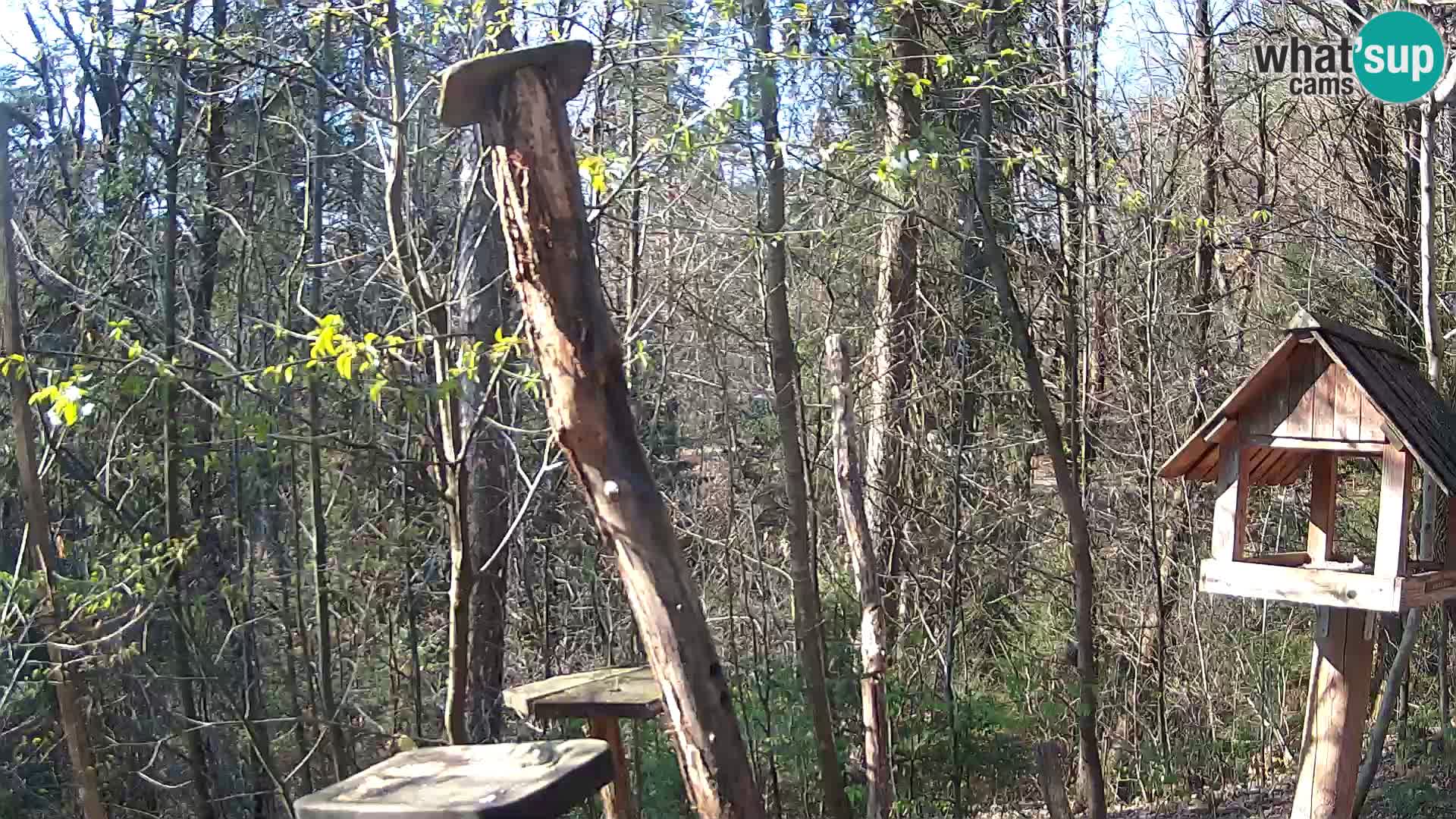 Comederos para pájaros en ZOO Ljubljana camera en vivo
