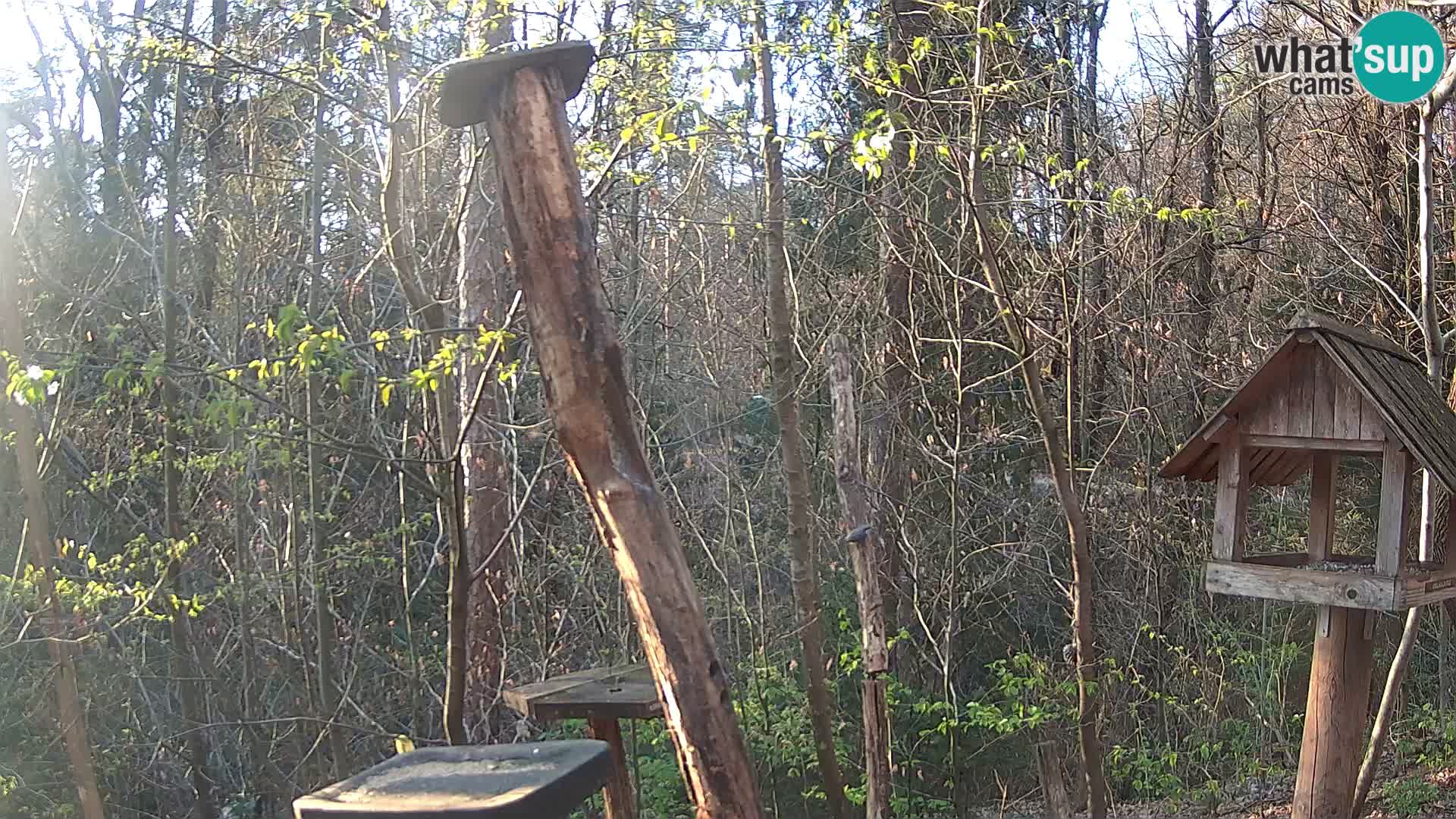 Krmilnice za ptiče v ZOO Ljubljana spletna kamera