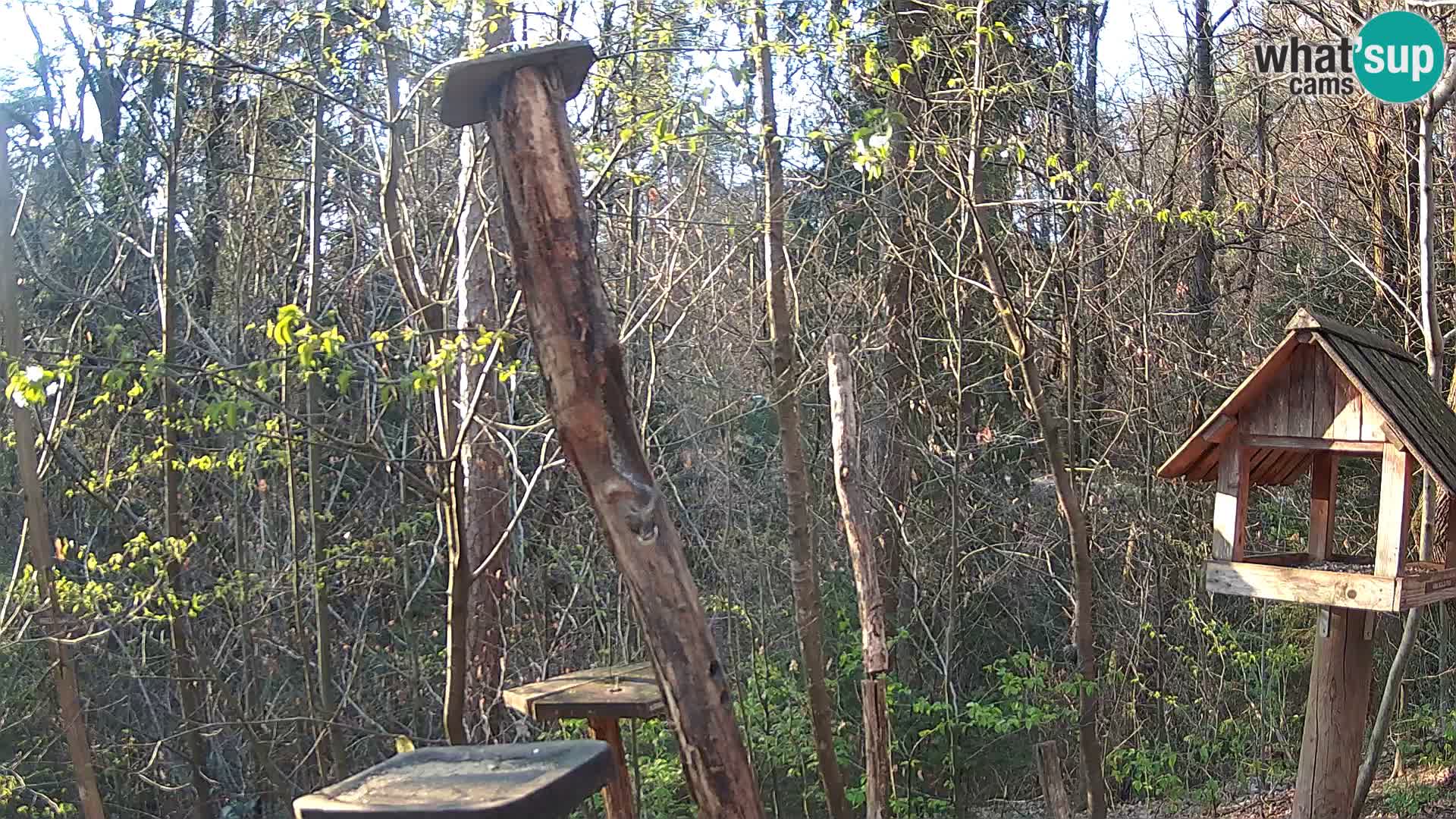 Mangeoires pour oiseaux au ZOO live webcam Ljubljana