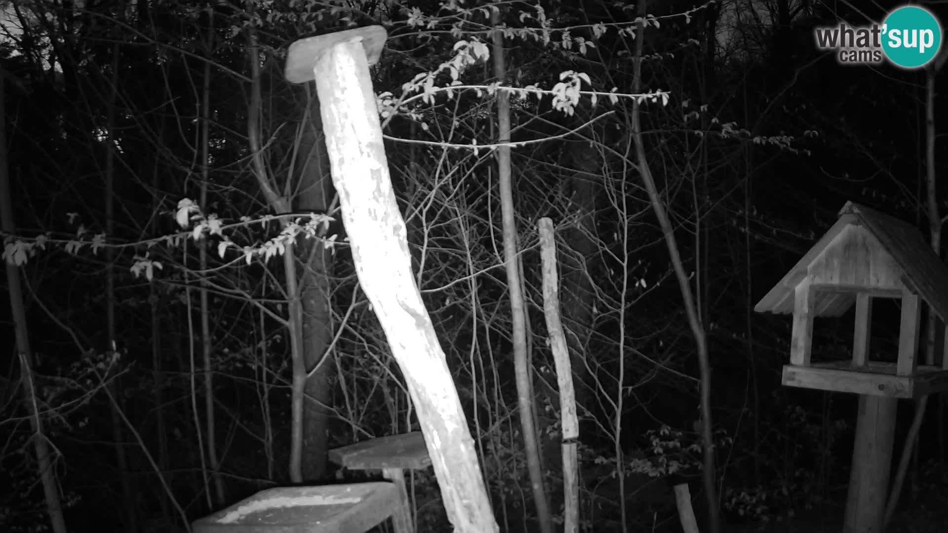 Mangeoires pour oiseaux au ZOO live webcam Ljubljana