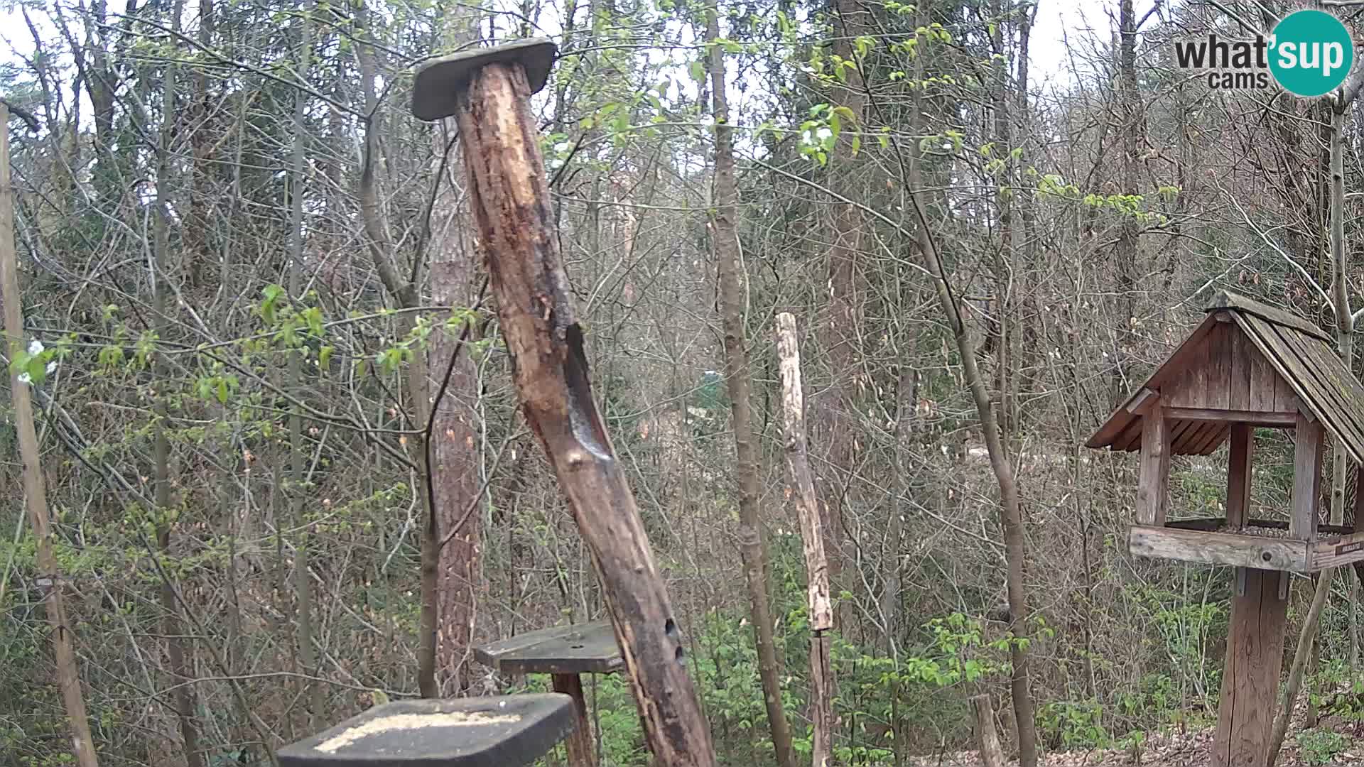 Hranilice za ptice u ZOO web kamera Ljubljana