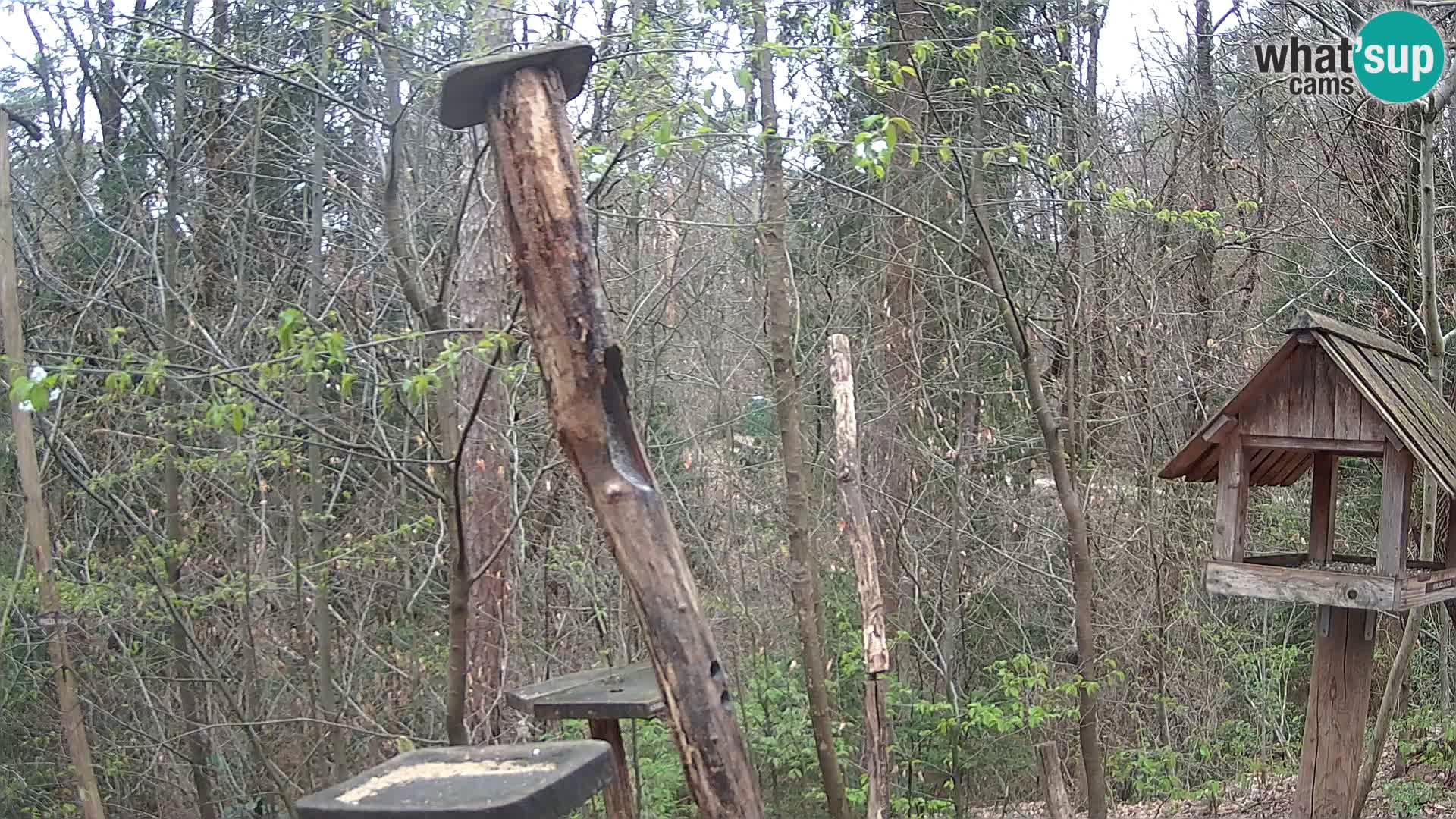 Hranilice za ptice u ZOO web kamera Ljubljana