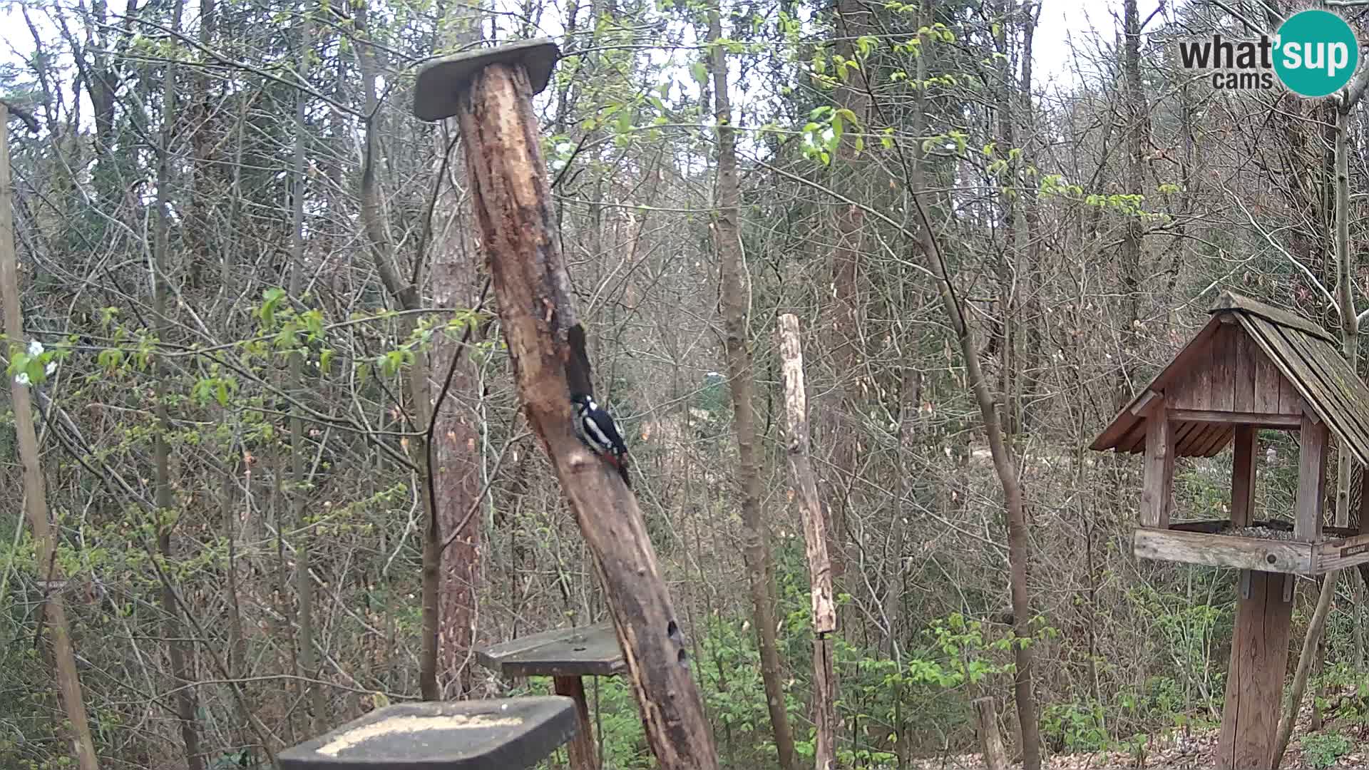 Hranilice za ptice u ZOO web kamera Ljubljana