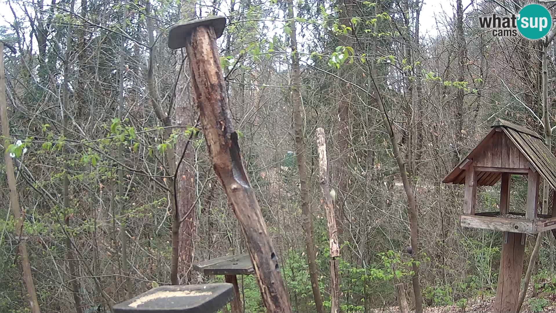 Hranilice za ptice u ZOO web kamera Ljubljana