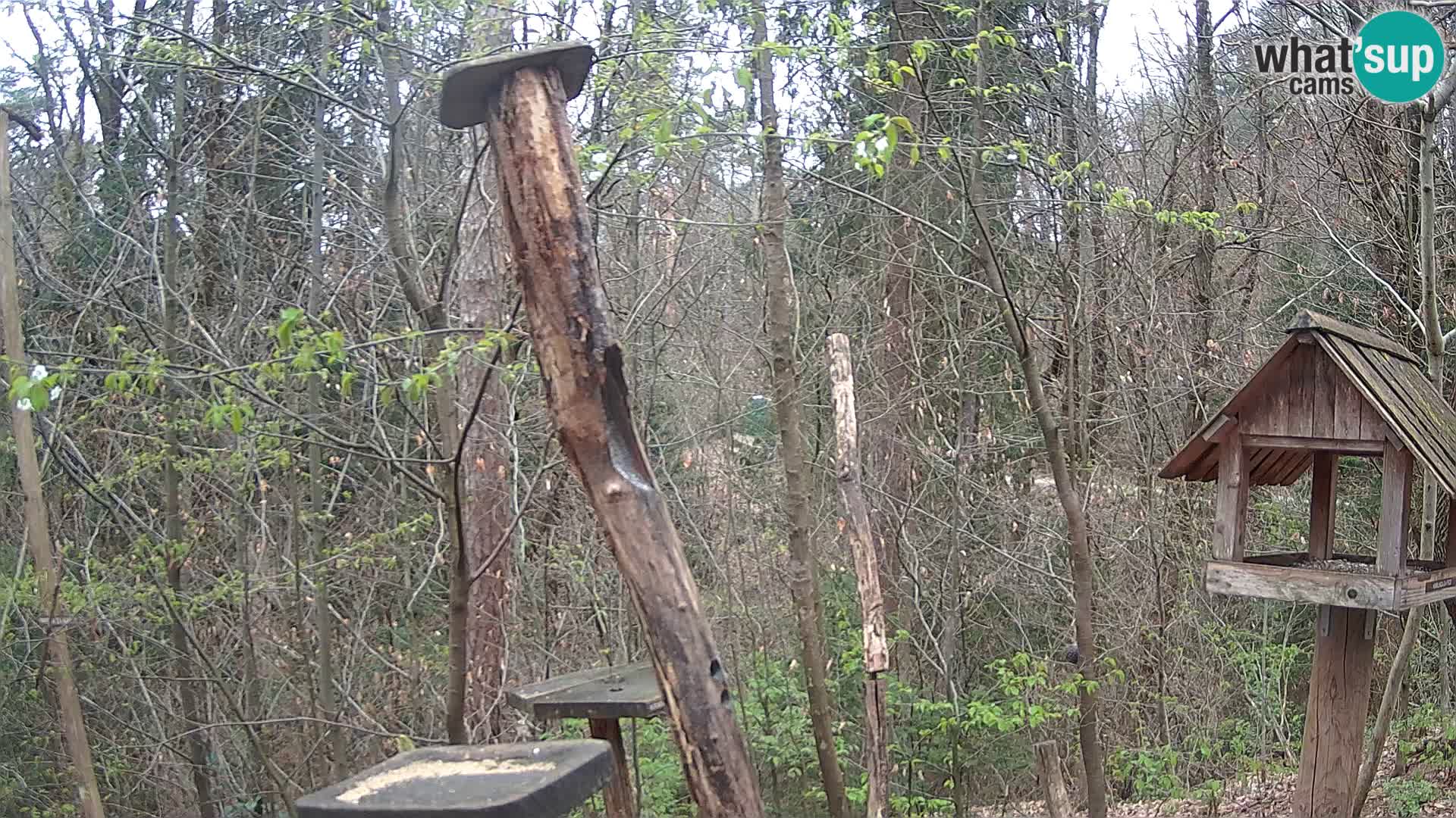 Hranilice za ptice u ZOO web kamera Ljubljana