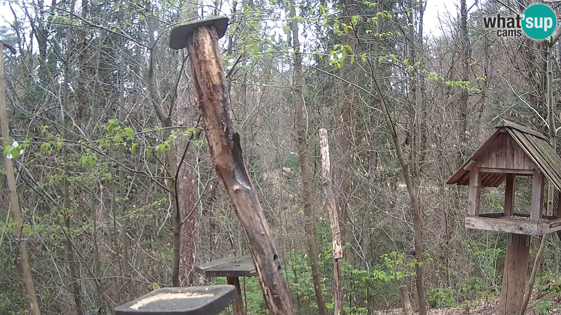 Hranilice za ptice u ZOO web kamera Ljubljana