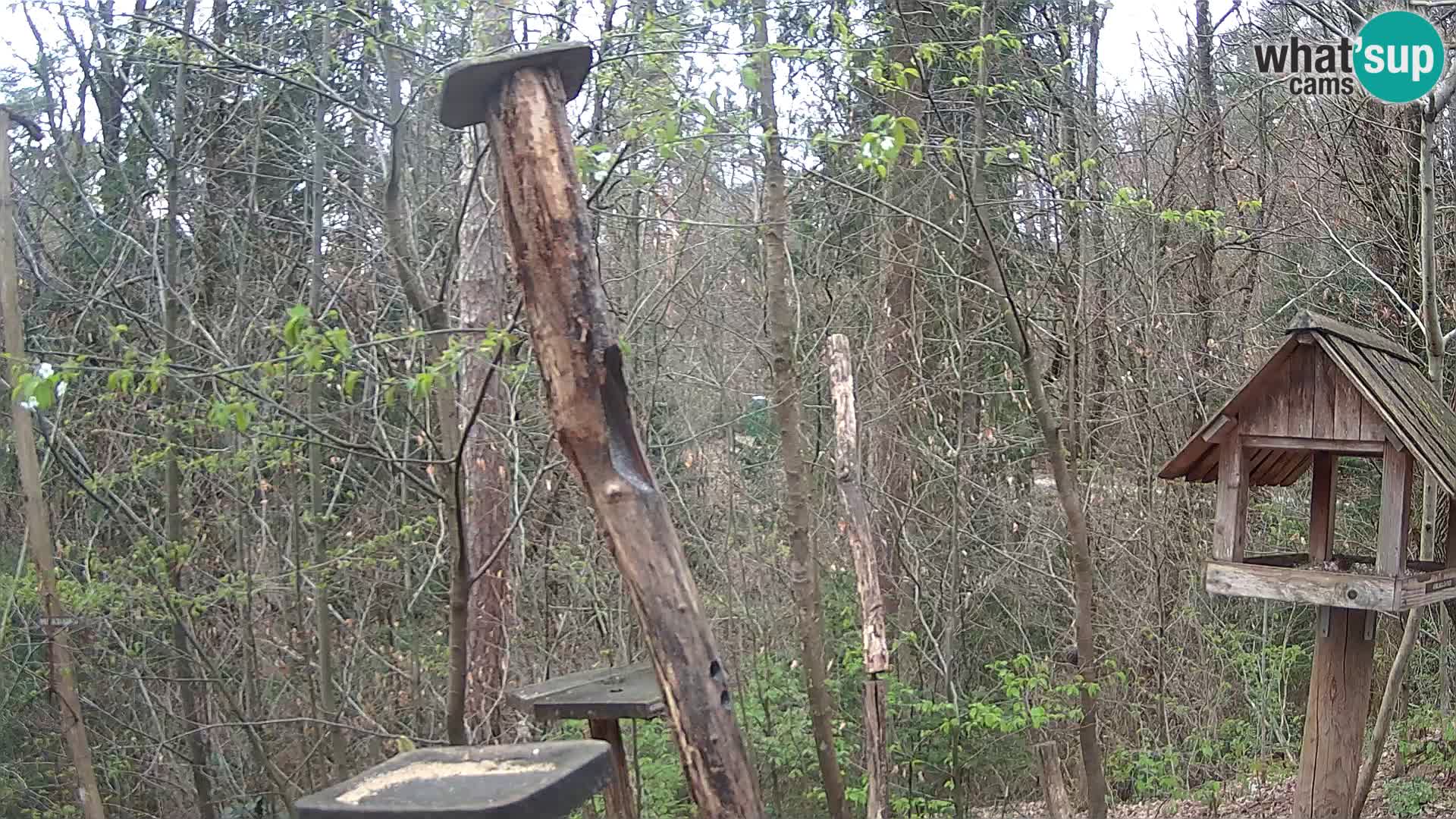 Hranilice za ptice u ZOO web kamera Ljubljana