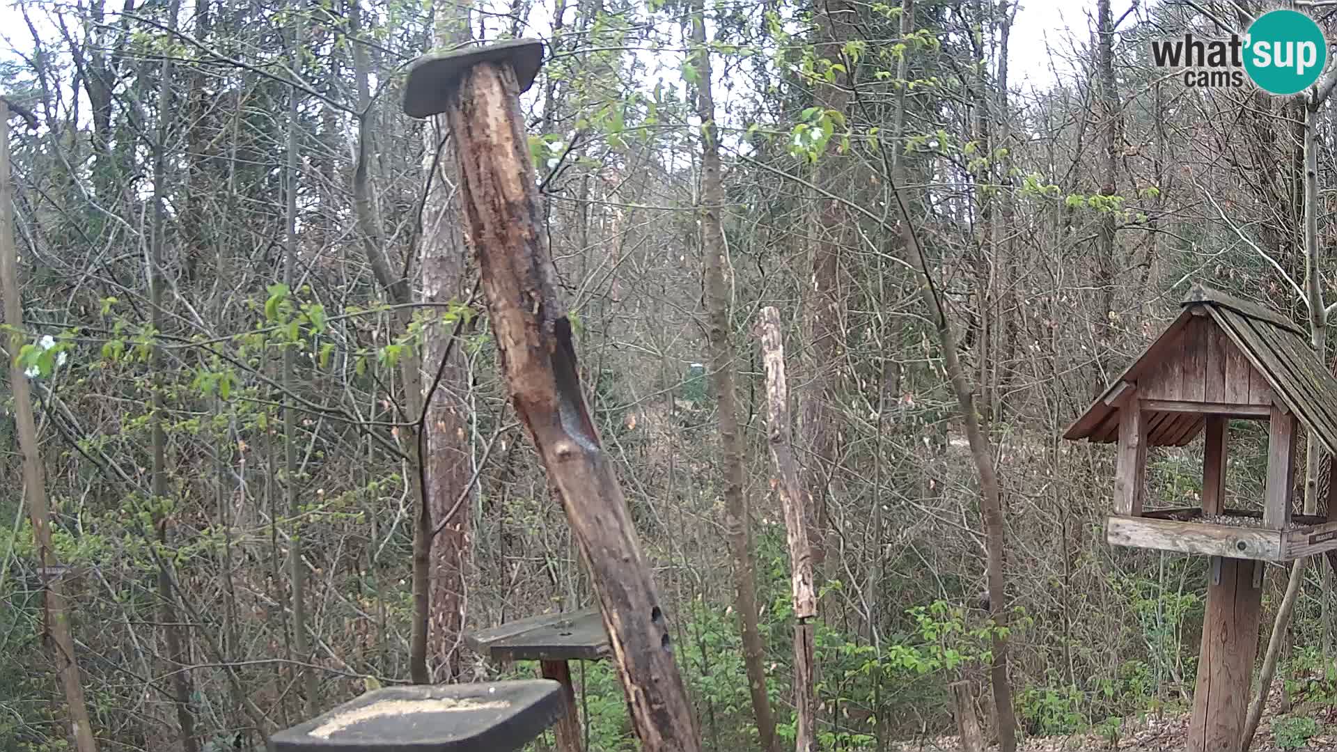Vogelfutterhäuschen im ZOO webcam Ljubljana