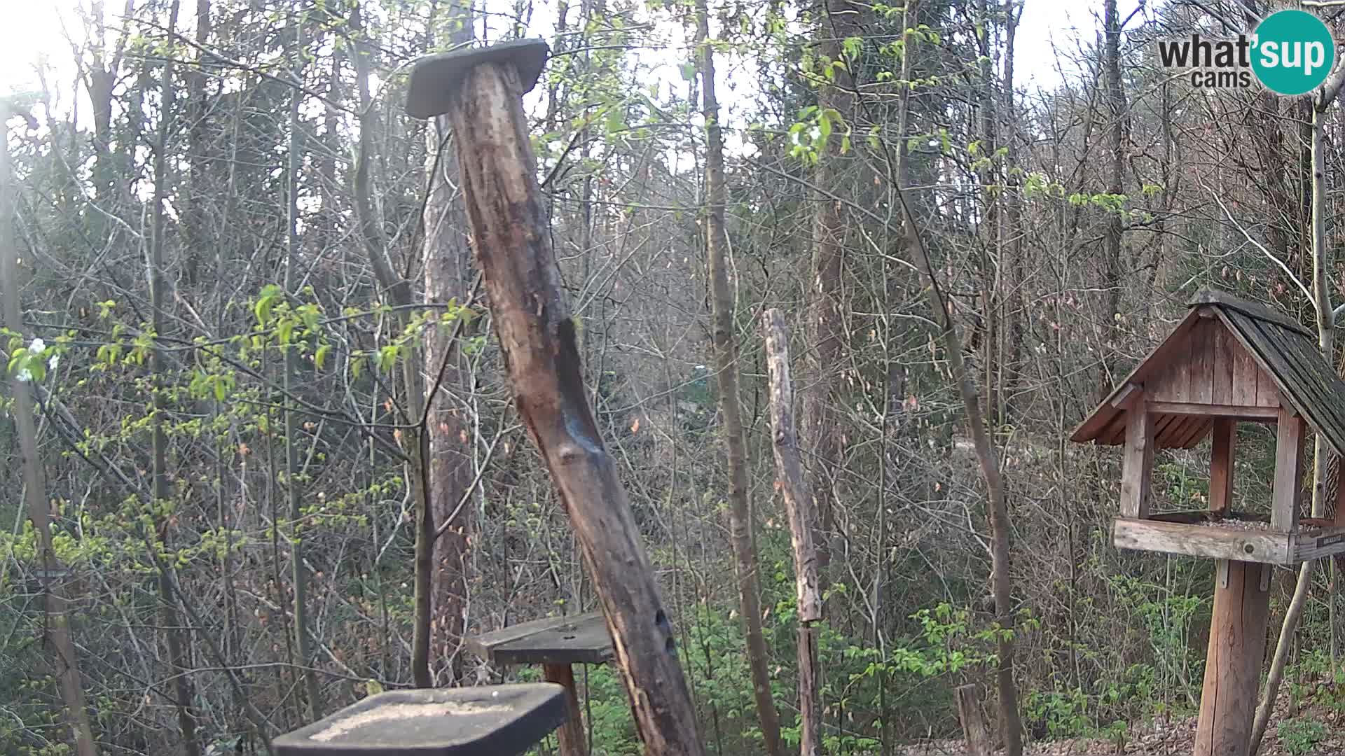 Vogelfutterhäuschen im ZOO webcam Ljubljana