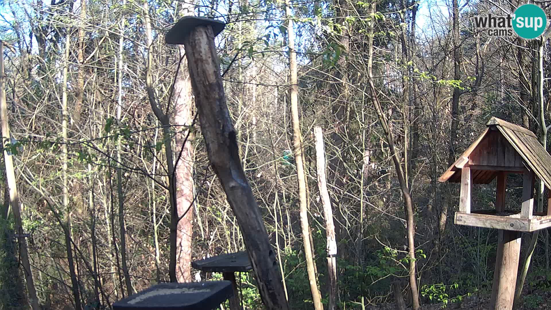 Vogelfutterhäuschen im ZOO webcam Ljubljana