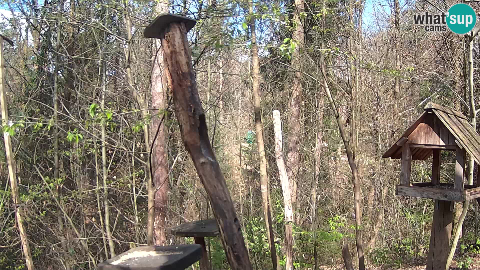 Comederos para pájaros en ZOO Ljubljana camera en vivo