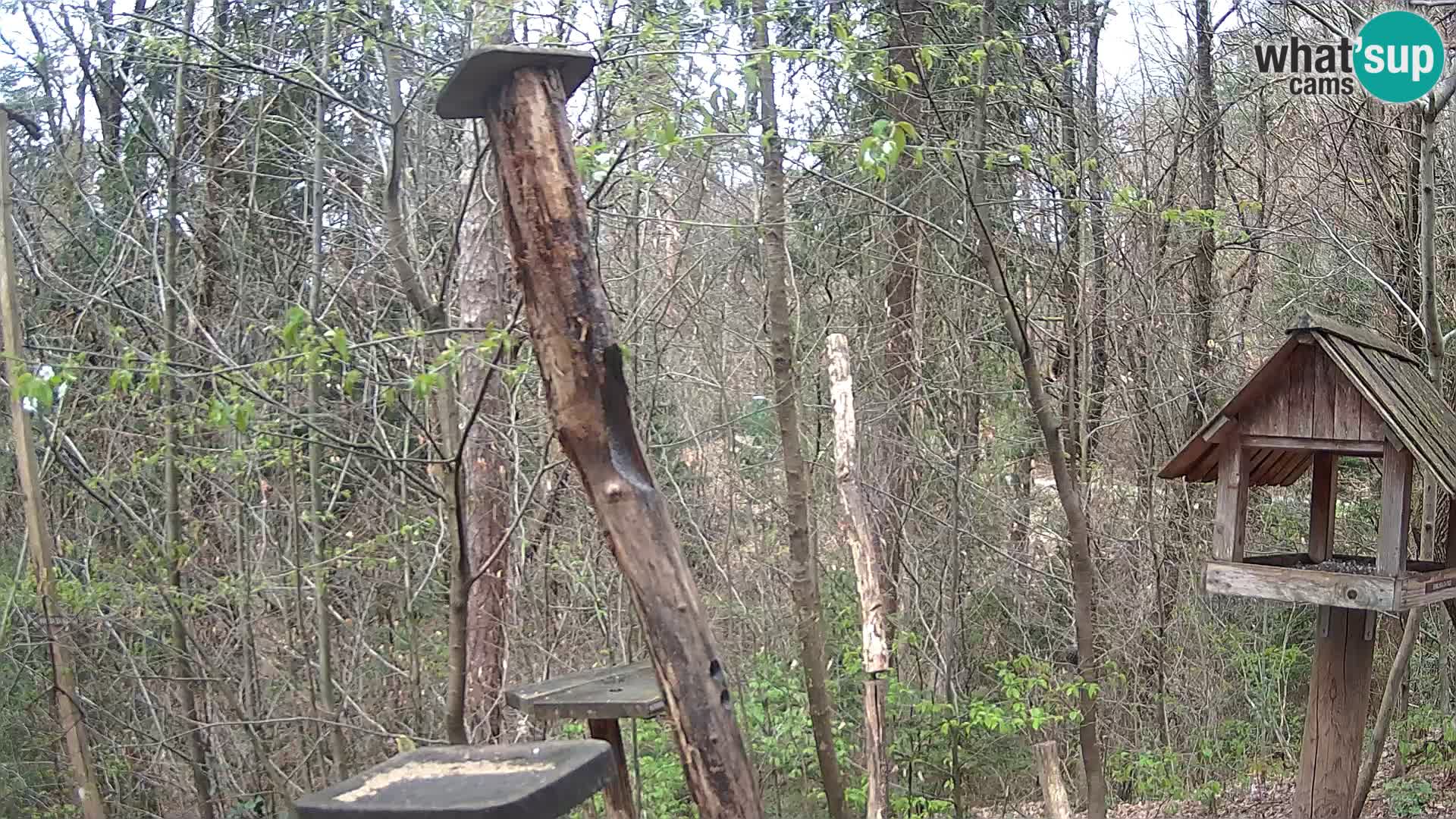 Comederos para pájaros en ZOO Ljubljana camera en vivo