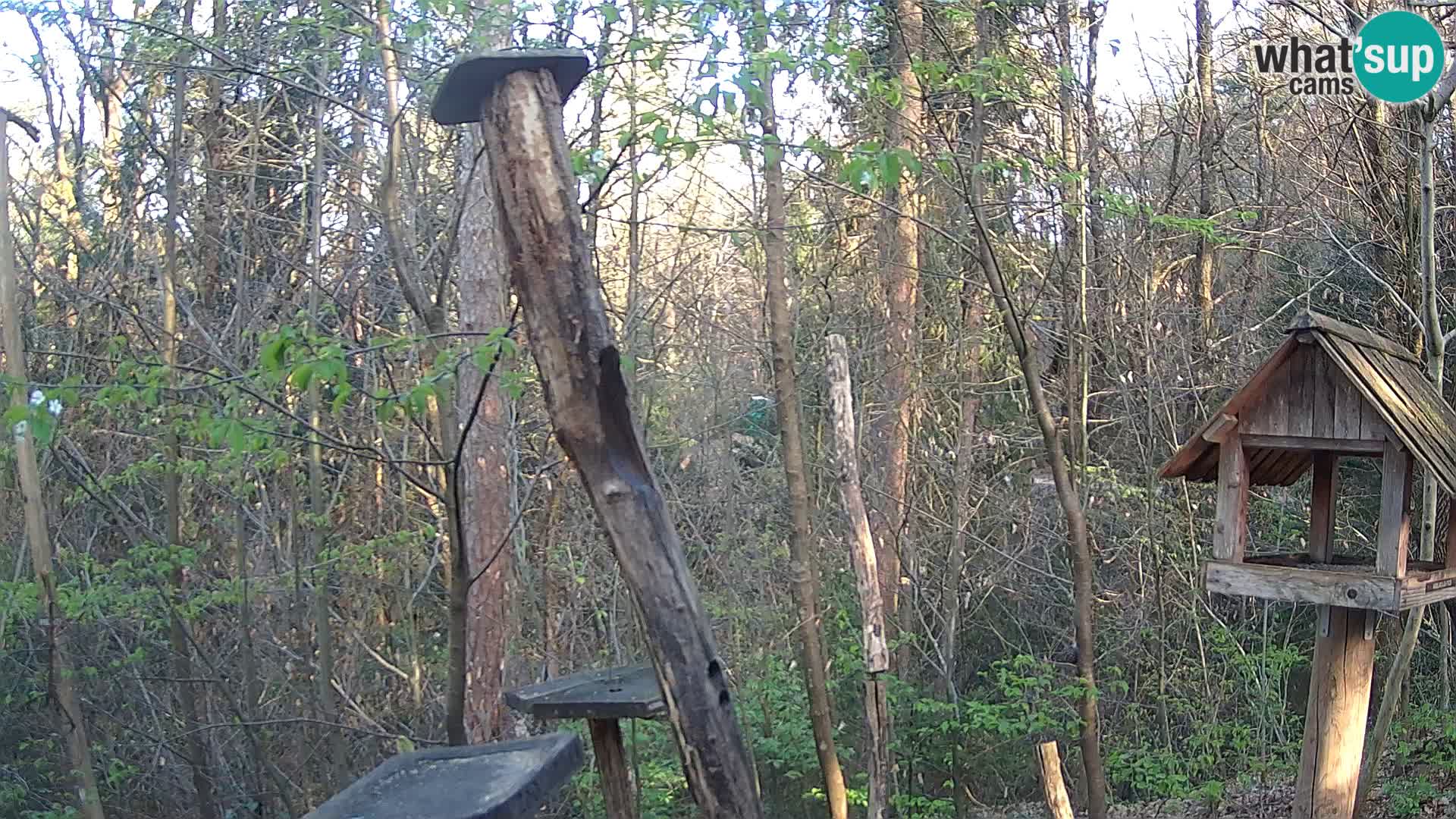 Mangeoires pour oiseaux au ZOO live webcam Ljubljana