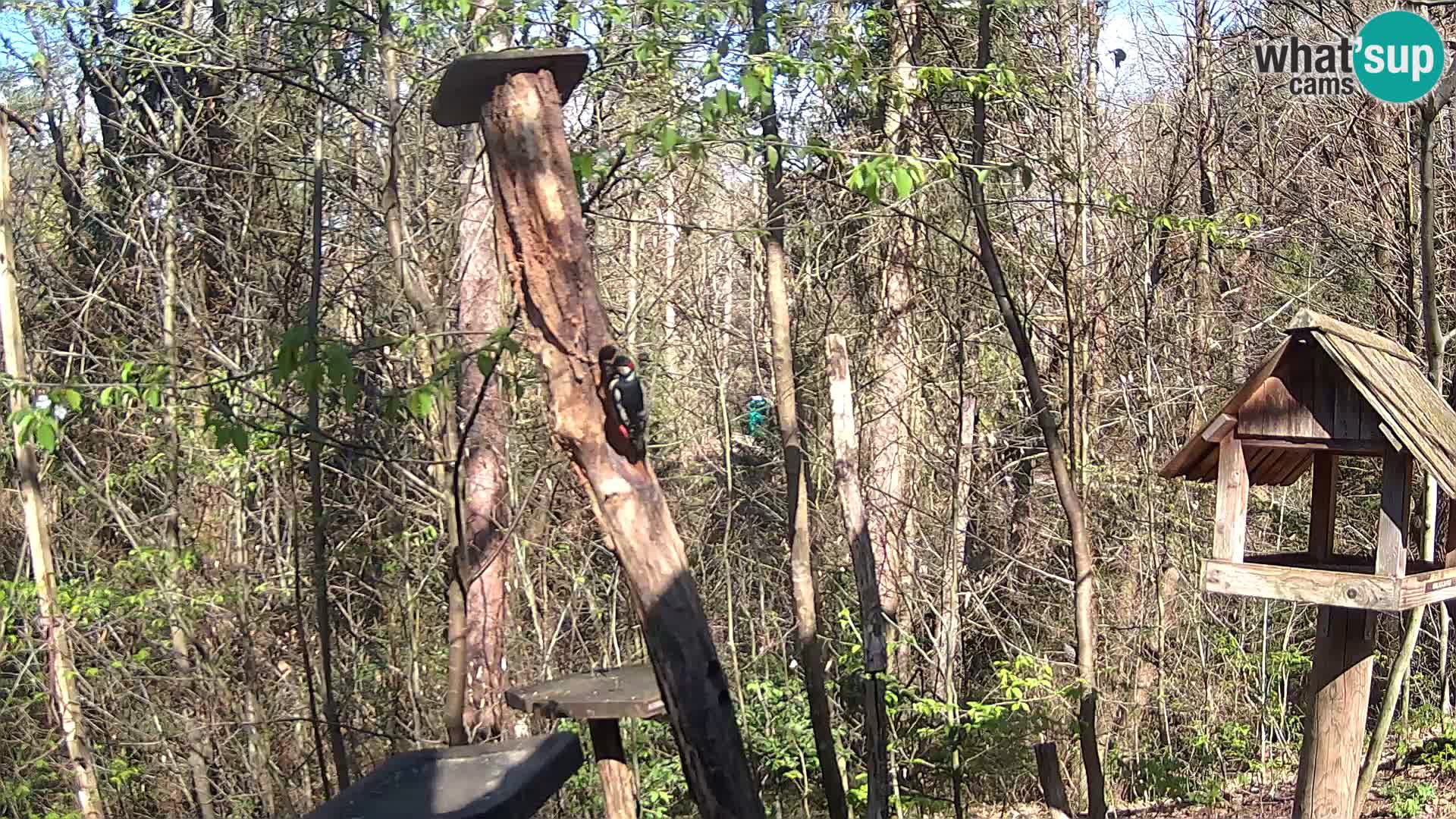 Hranilice za ptice u ZOO web kamera Ljubljana