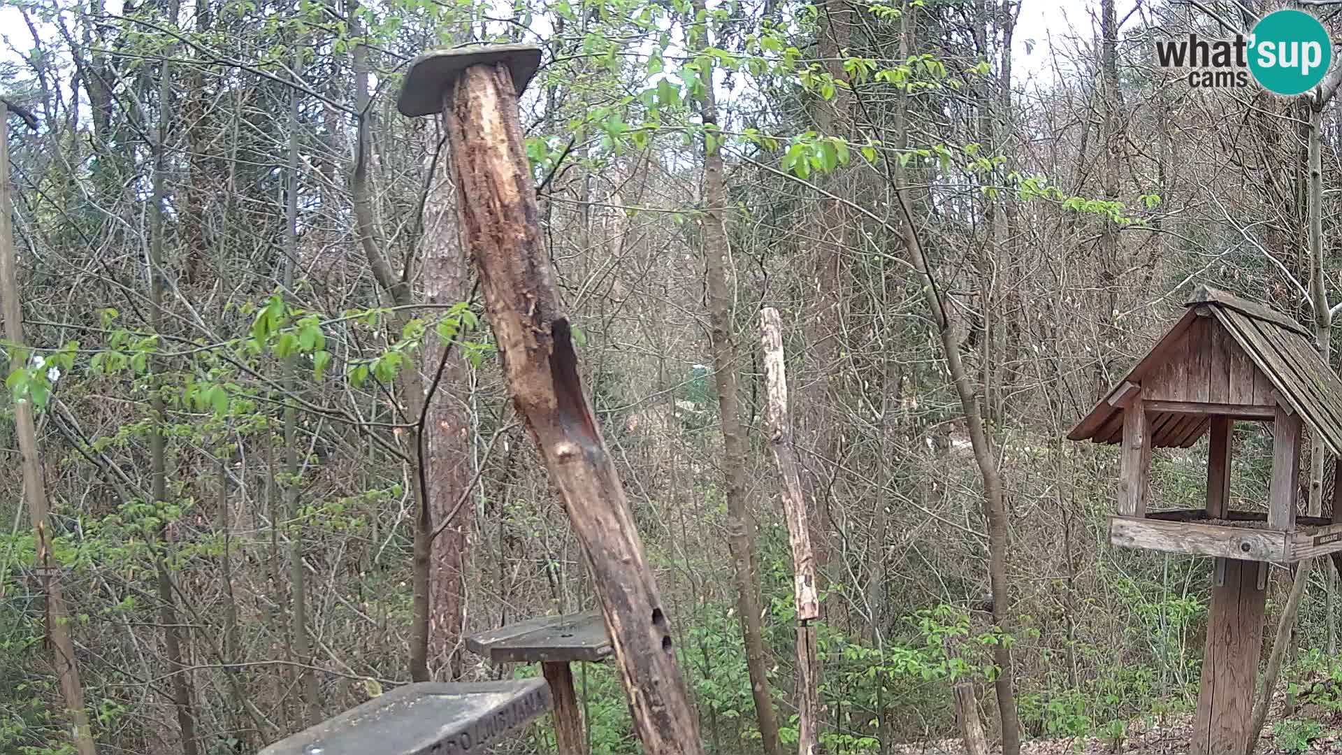 Vogelfutterhäuschen im ZOO webcam Ljubljana