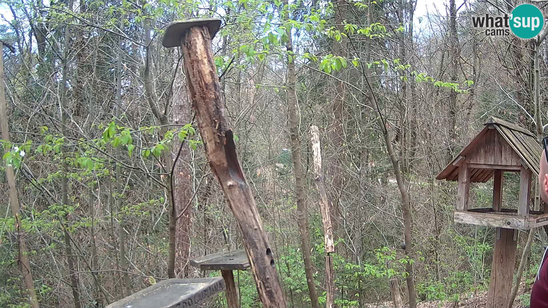 Krmilnice za ptiče v ZOO Ljubljana spletna kamera