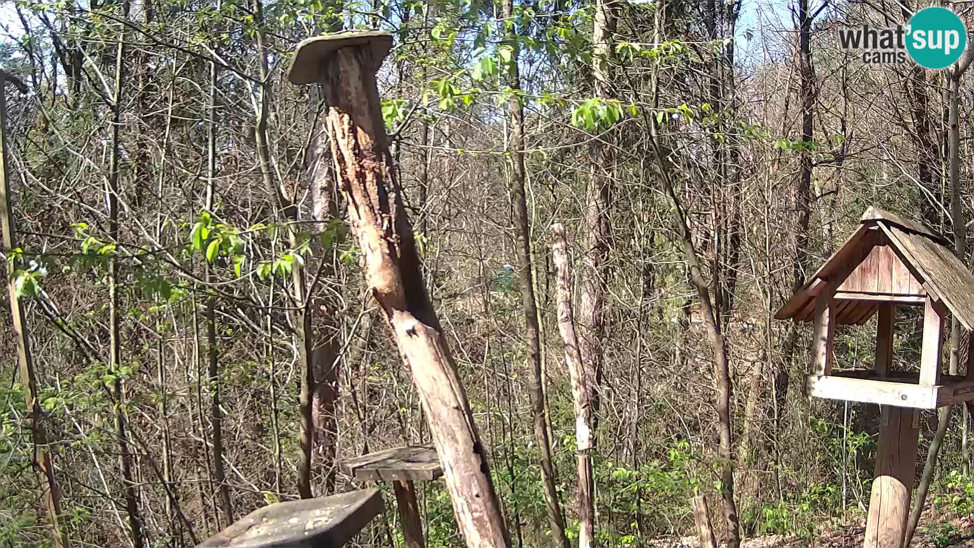 Hranilice za ptice u ZOO web kamera Ljubljana