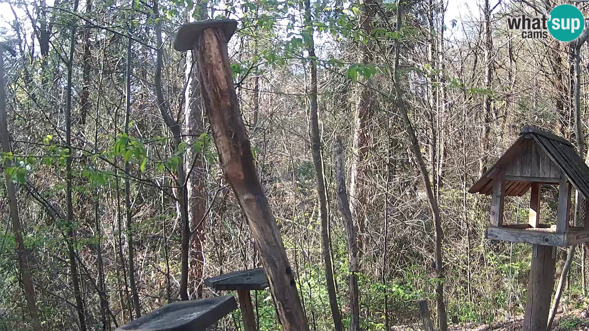 Mangiatoie per uccelli allo ZOO di Lubiana livecam