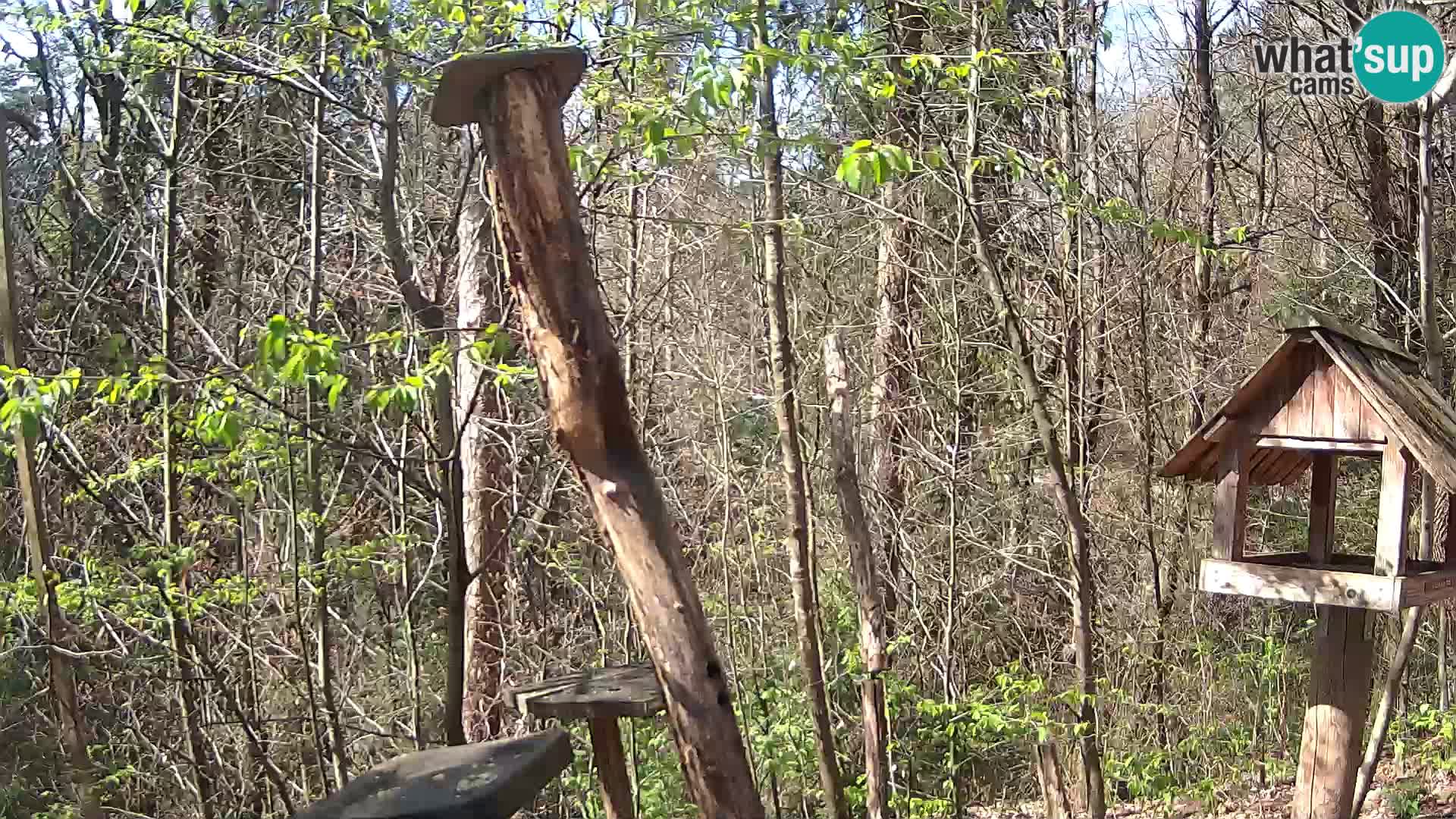 Mangeoires pour oiseaux au ZOO live webcam Ljubljana