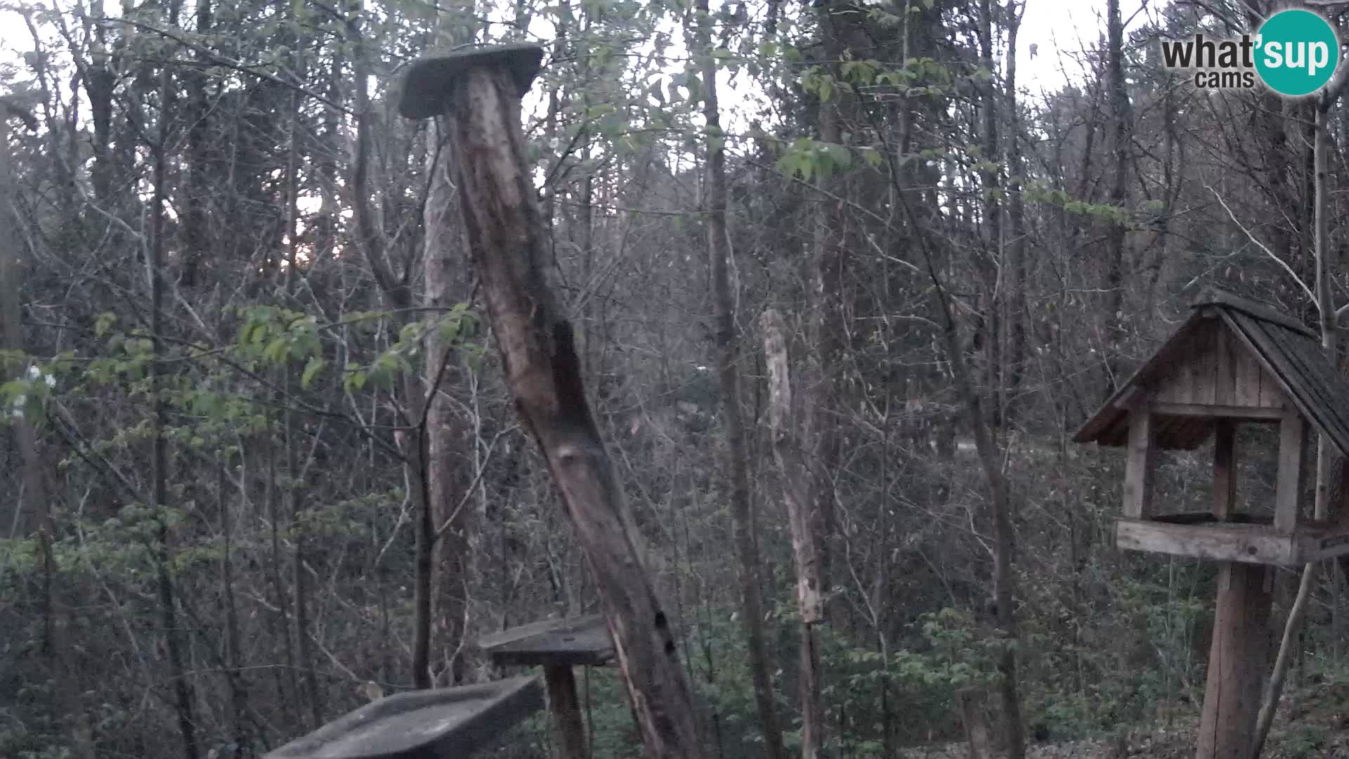 Krmilnice za ptiče v ZOO Ljubljana spletna kamera