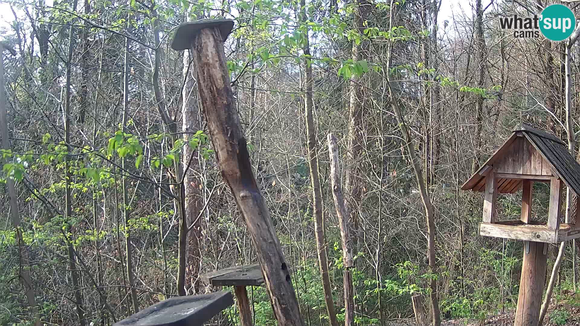 Mangeoires pour oiseaux au ZOO live webcam Ljubljana