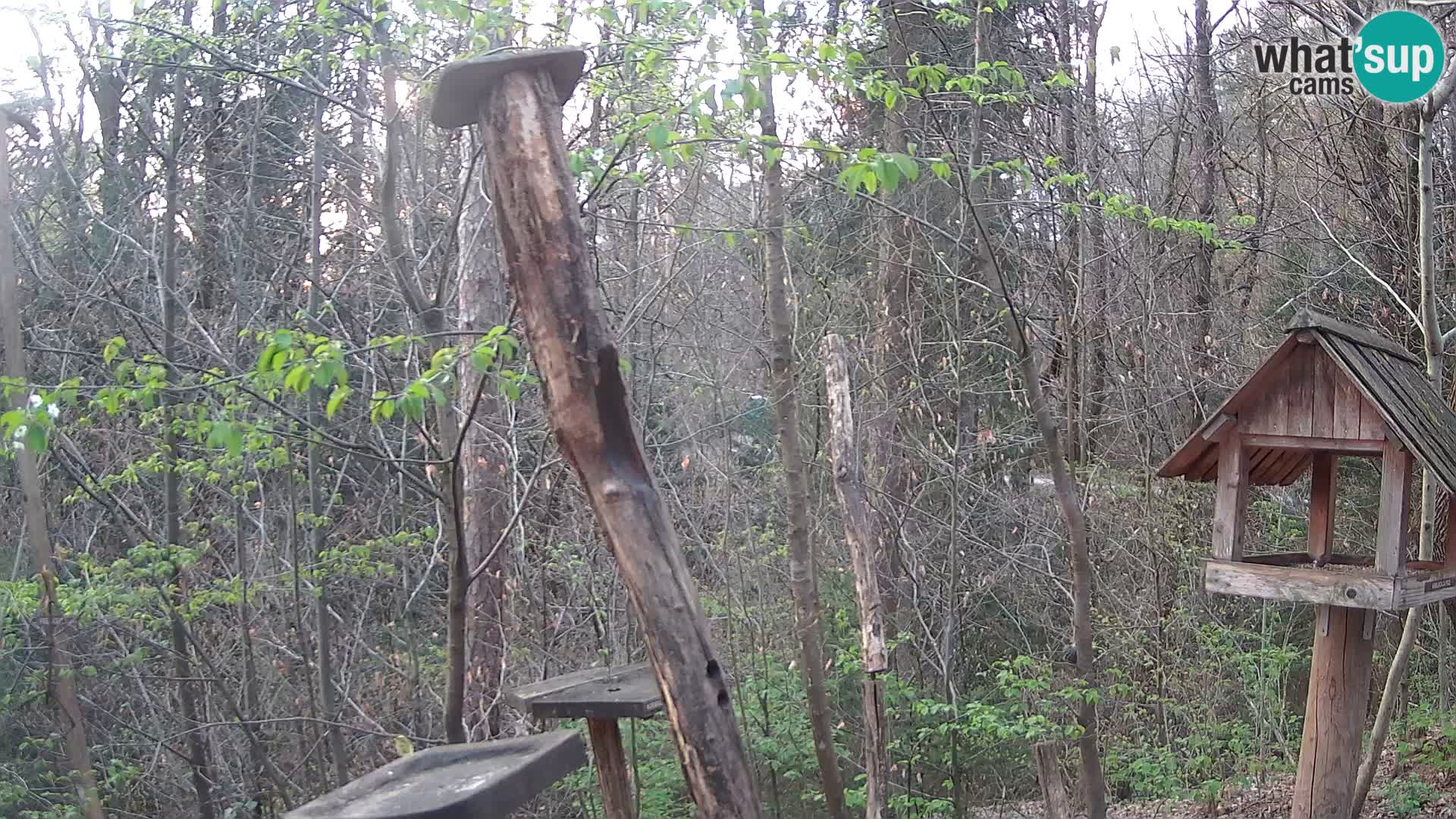 Mangiatoie per uccelli allo ZOO di Lubiana livecam