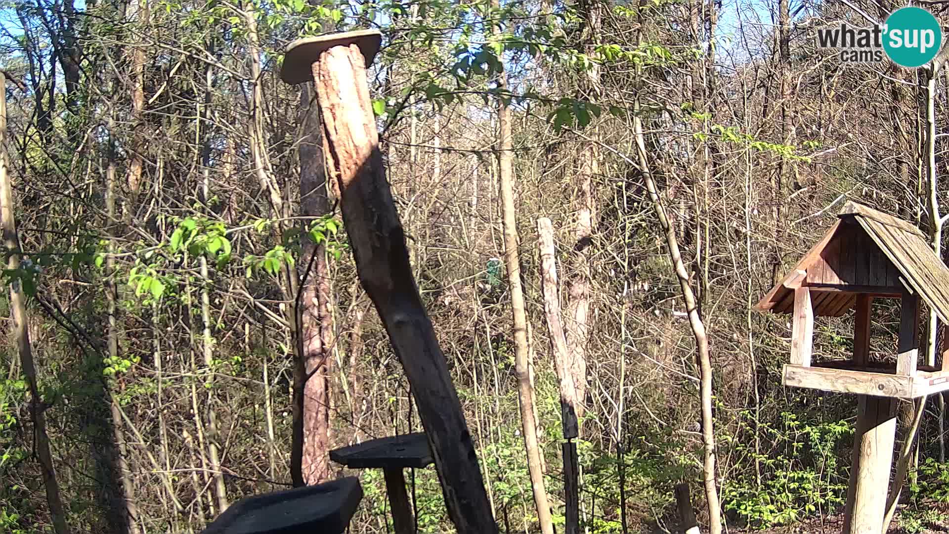 Vogelfutterhäuschen im ZOO webcam Ljubljana